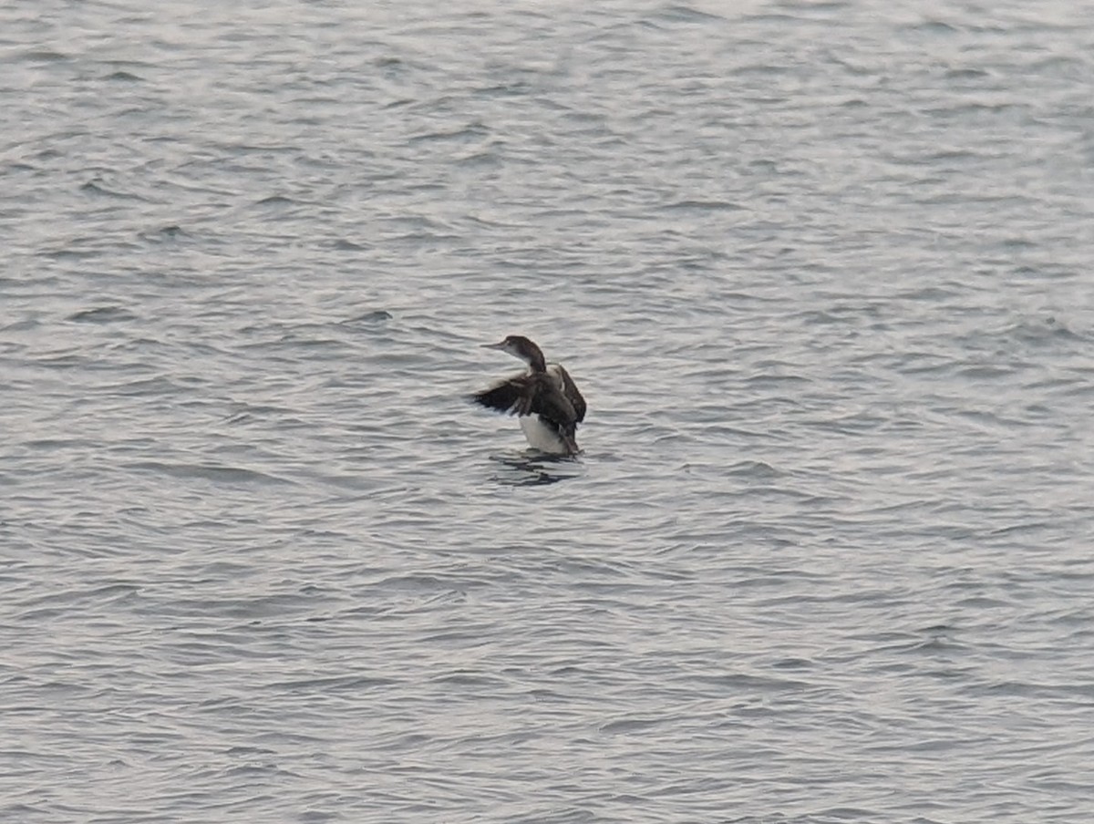 Common Loon - ML647232072