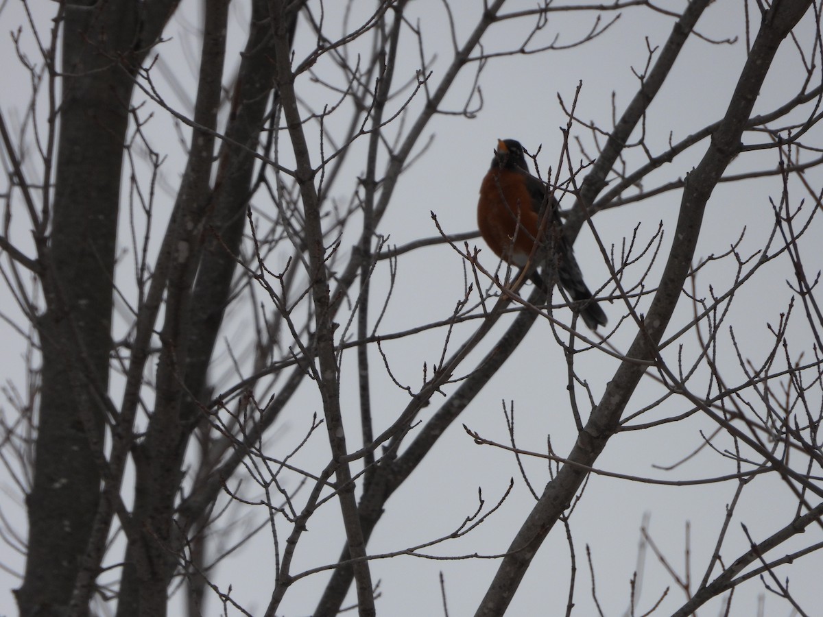American Robin - ML647232073