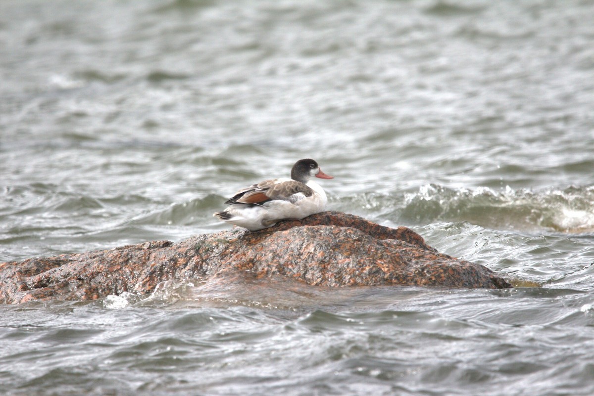 Common Shelduck - ML647232075