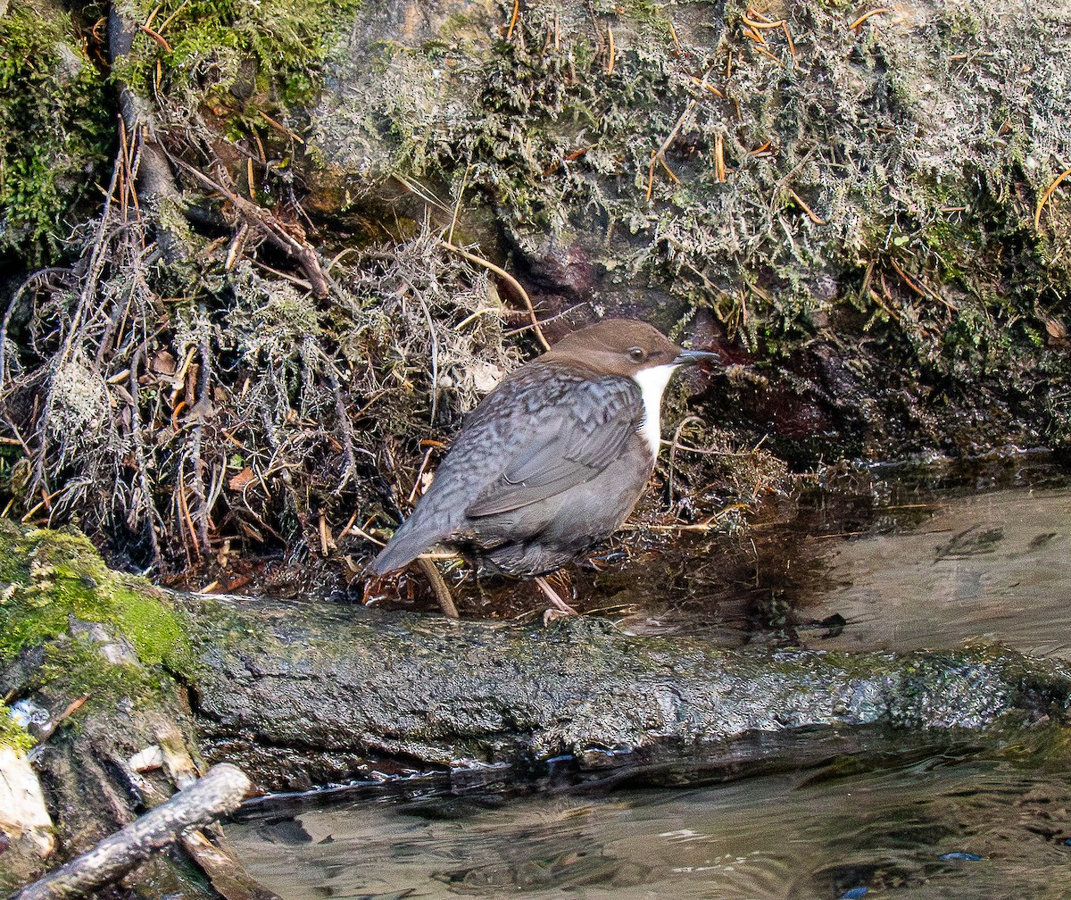 White-throated Dipper - ML647232076