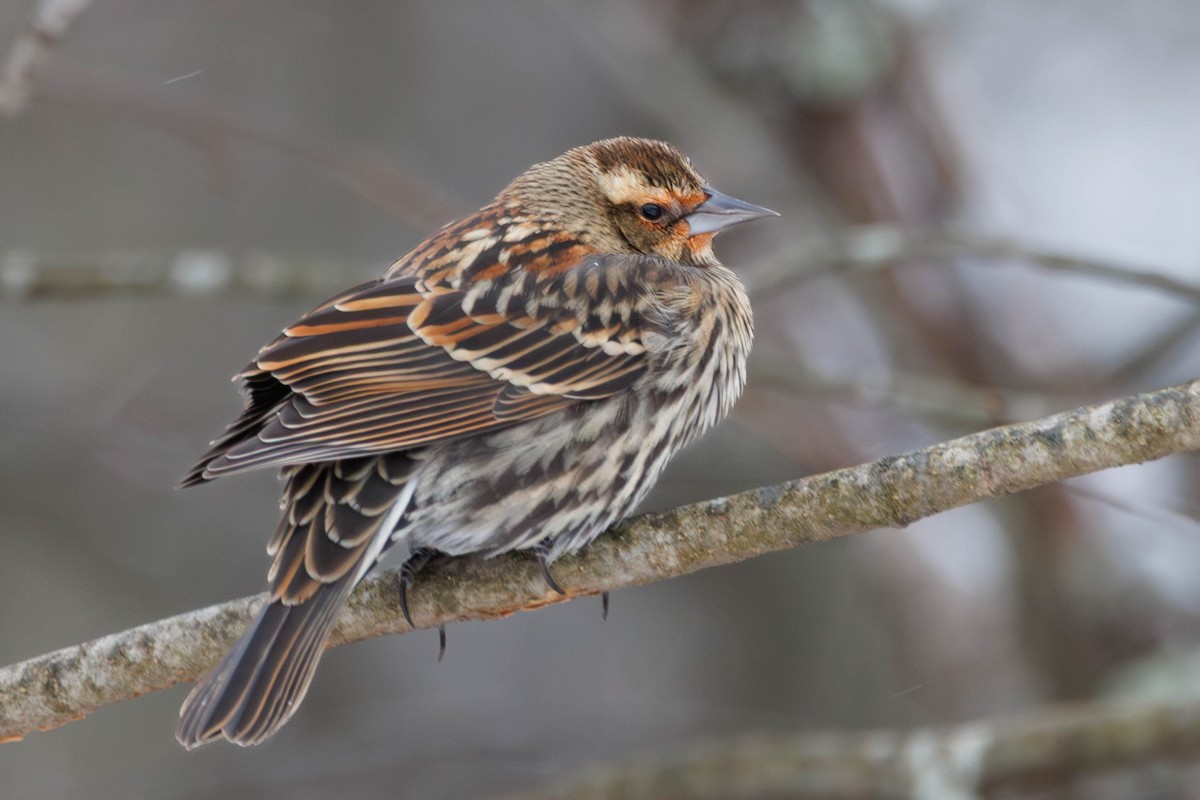 Red-winged Blackbird - ML647232080