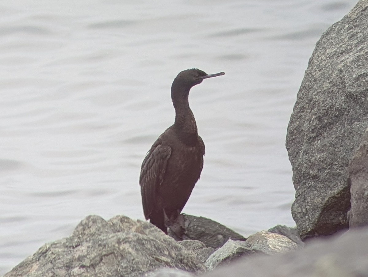Brandt's Cormorant - ML647232081