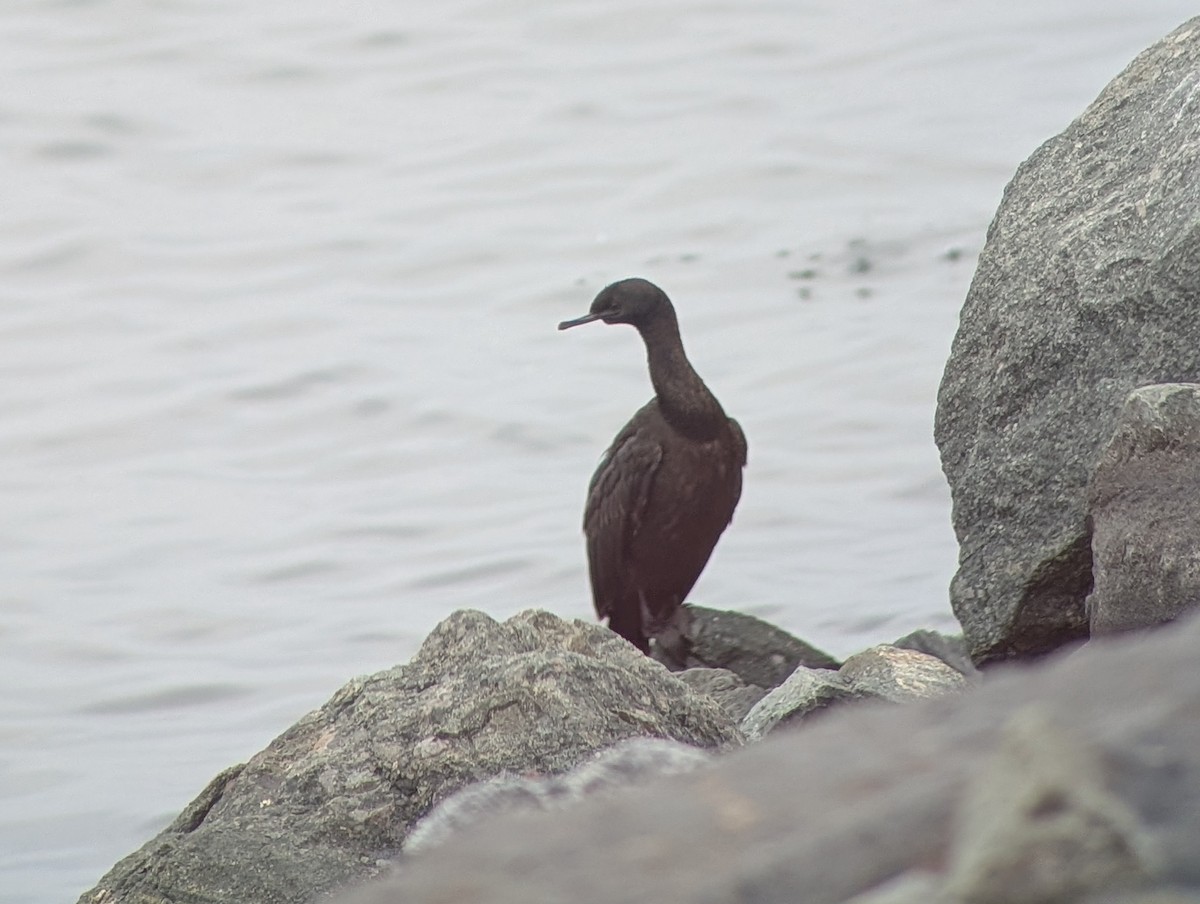 Brandt's Cormorant - ML647232082