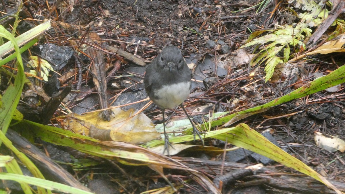 Petroica de Isla Sur - ML647232086