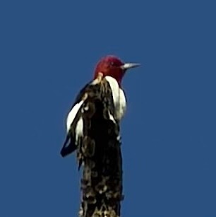 Red-headed Woodpecker - ML647232087