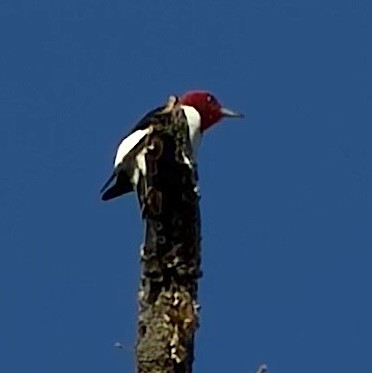 Red-headed Woodpecker - ML647232088