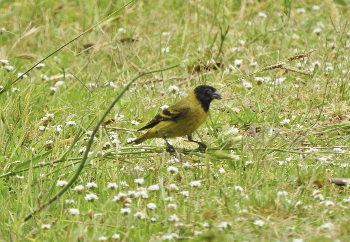 Hooded Siskin - ML647232090