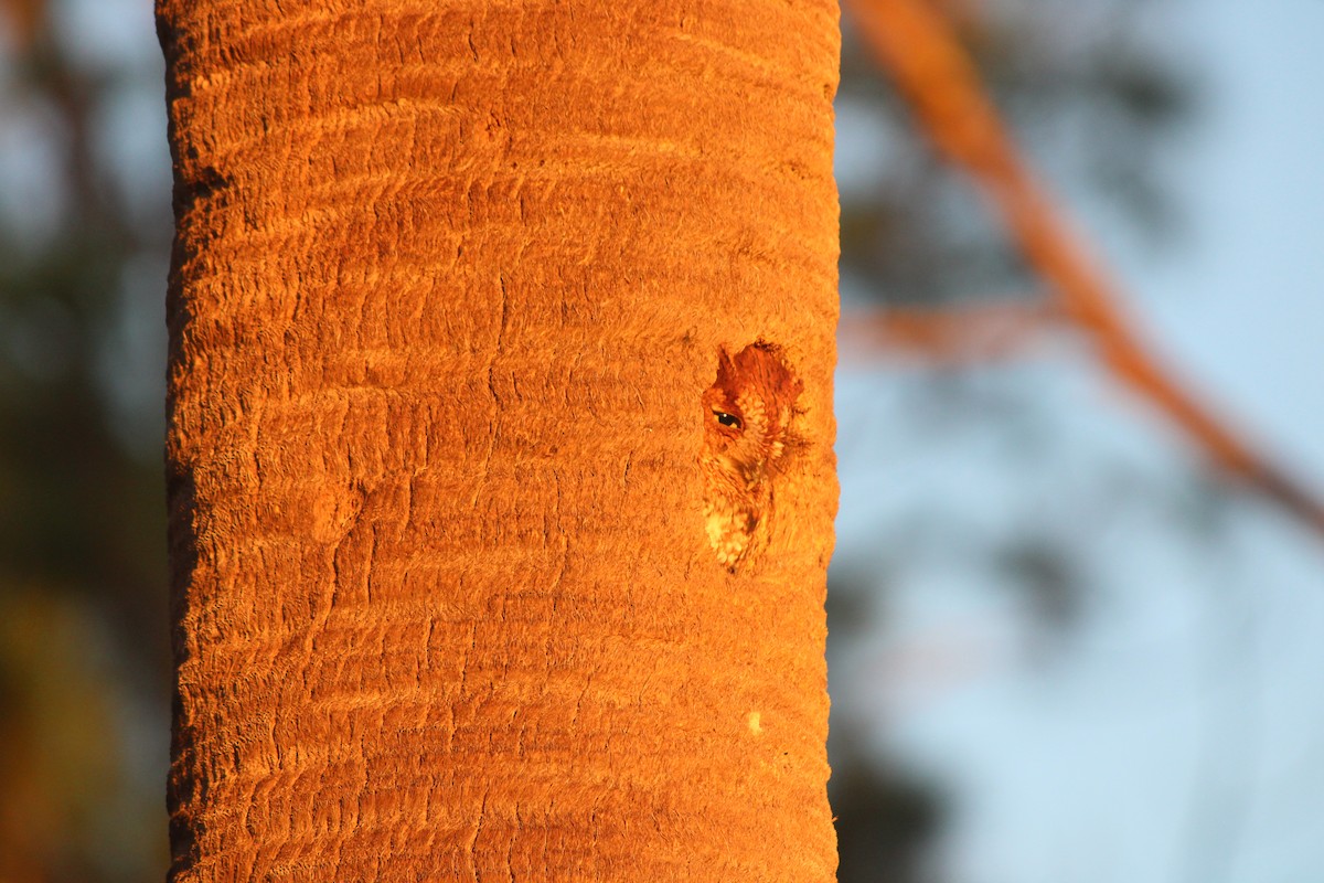 Eastern Screech-Owl - ML647232100