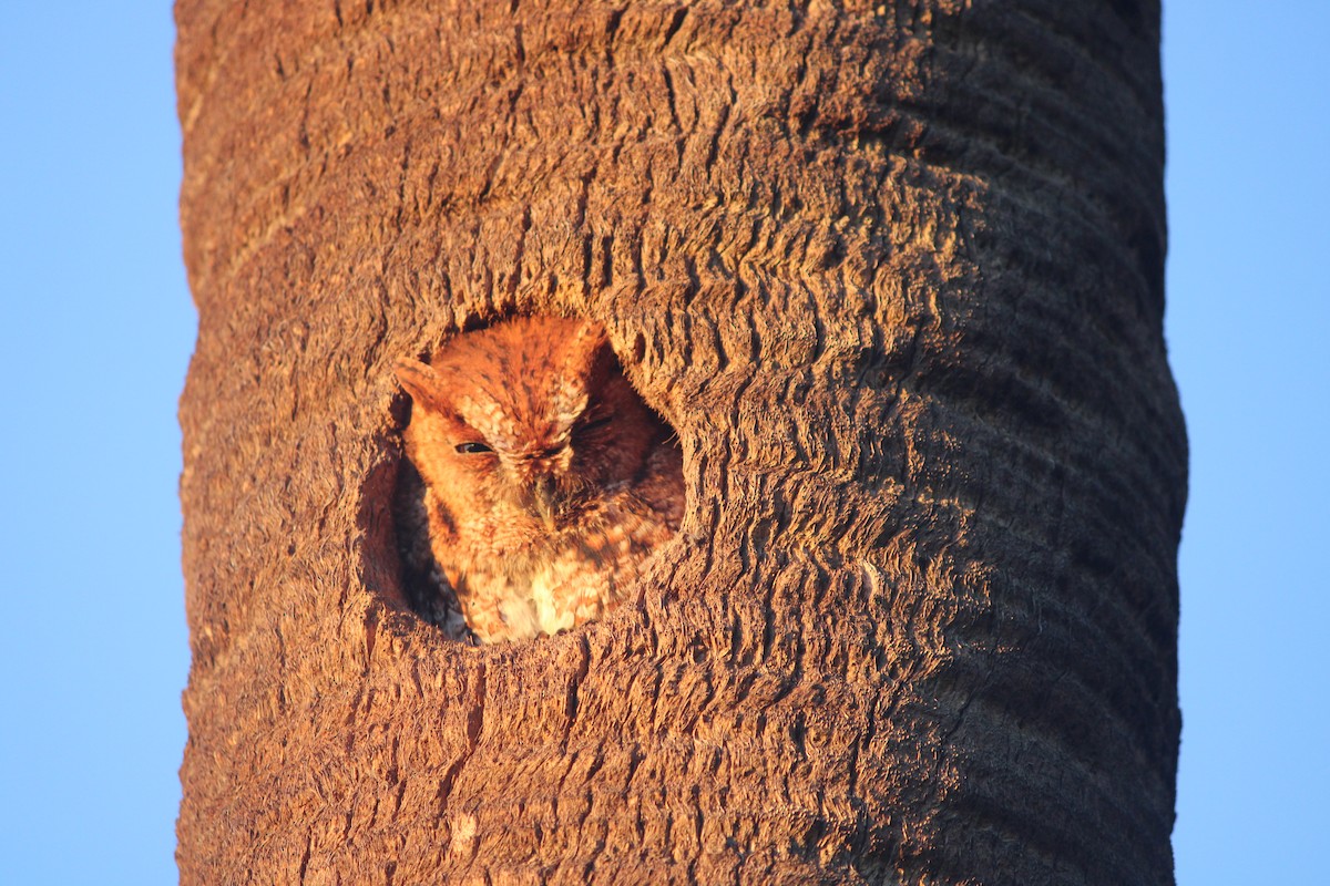 Eastern Screech-Owl - ML647232101