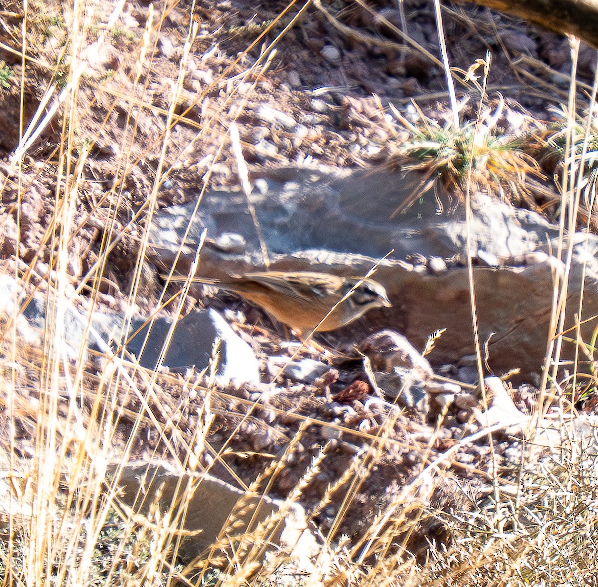 Rock Bunting - ML647232107