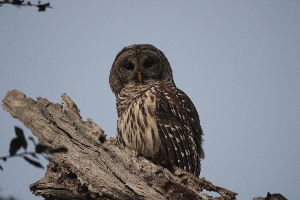 Barred Owl - ML647232115