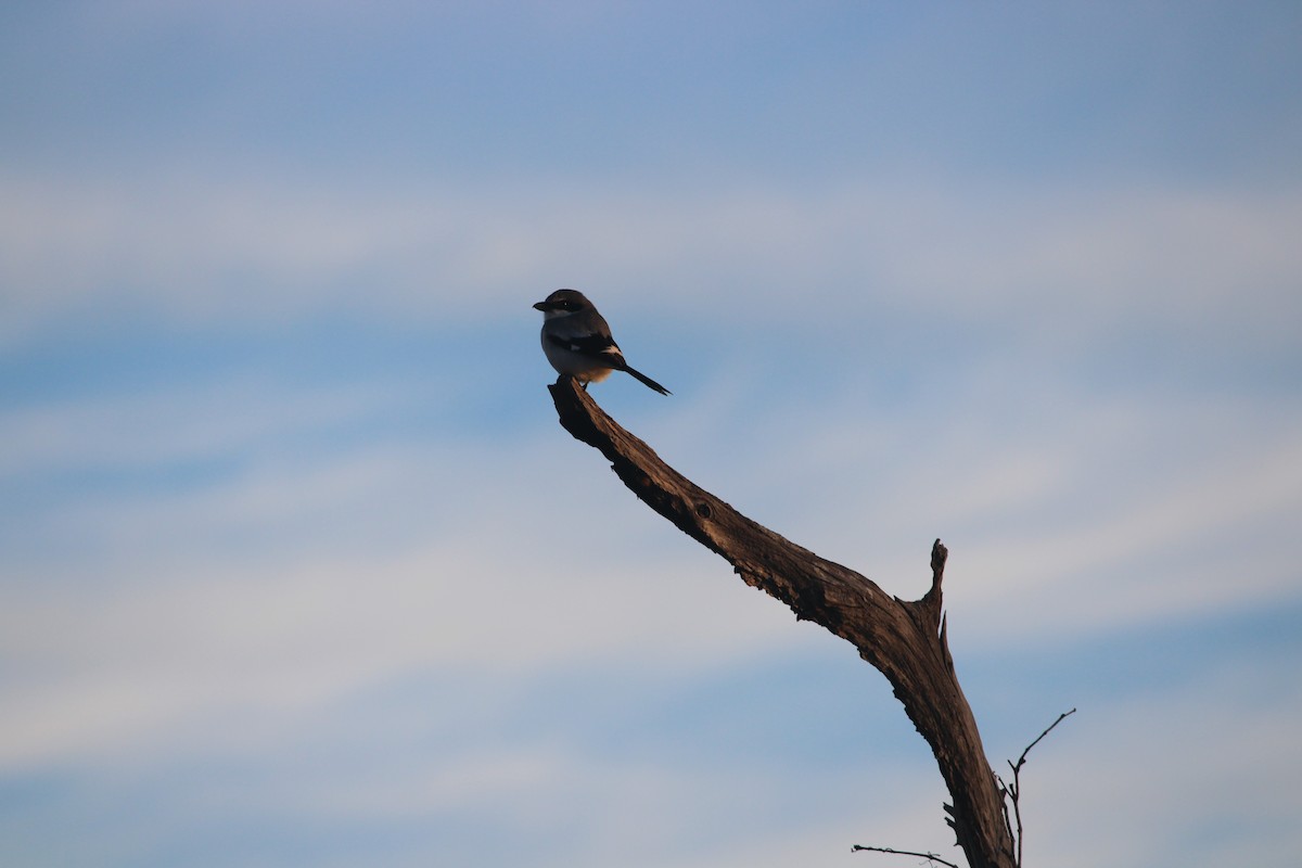 Loggerhead Shrike - ML647232123