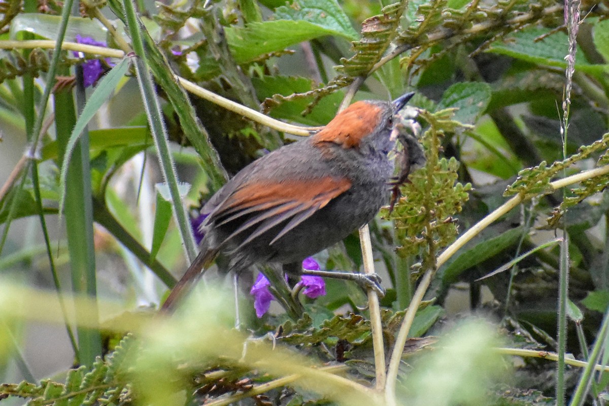 Azara's Spinetail - ML647232136