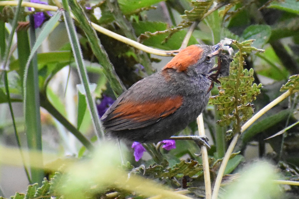 Azara's Spinetail - ML647232137