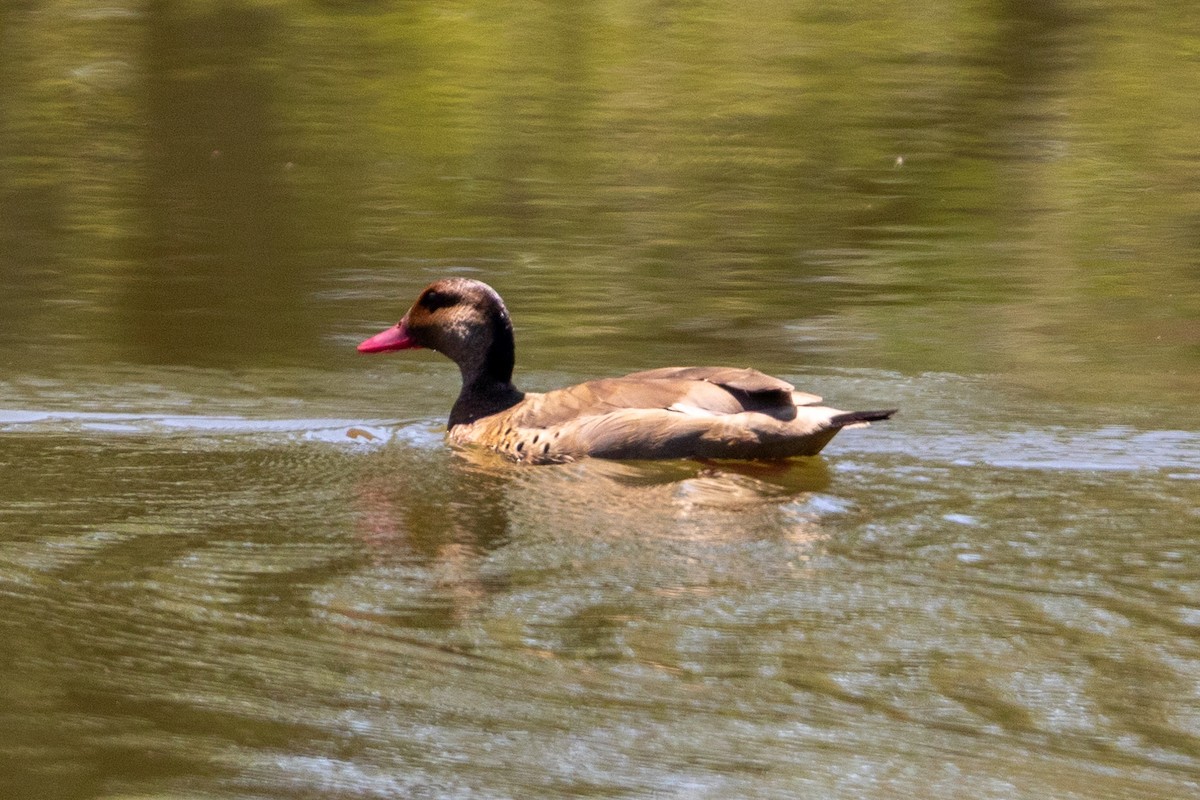 Brazilian Teal - ML647232138