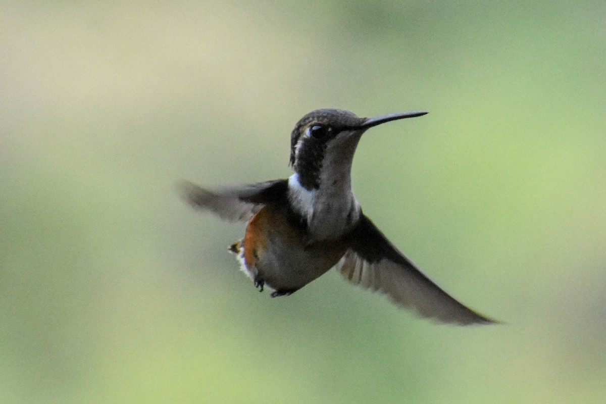 hvitbukkolibri - ML647232139