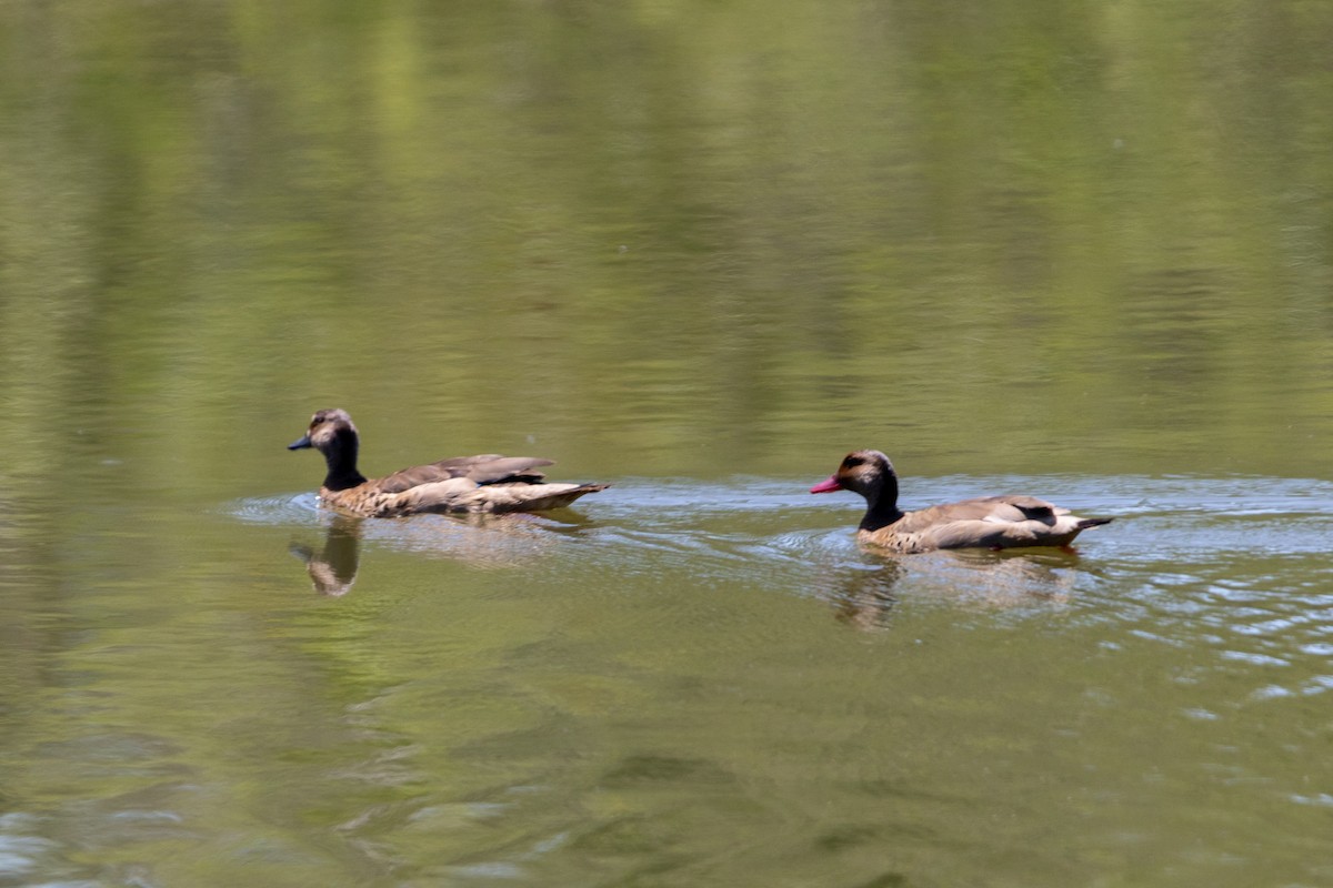 Brazilian Teal - ML647232140