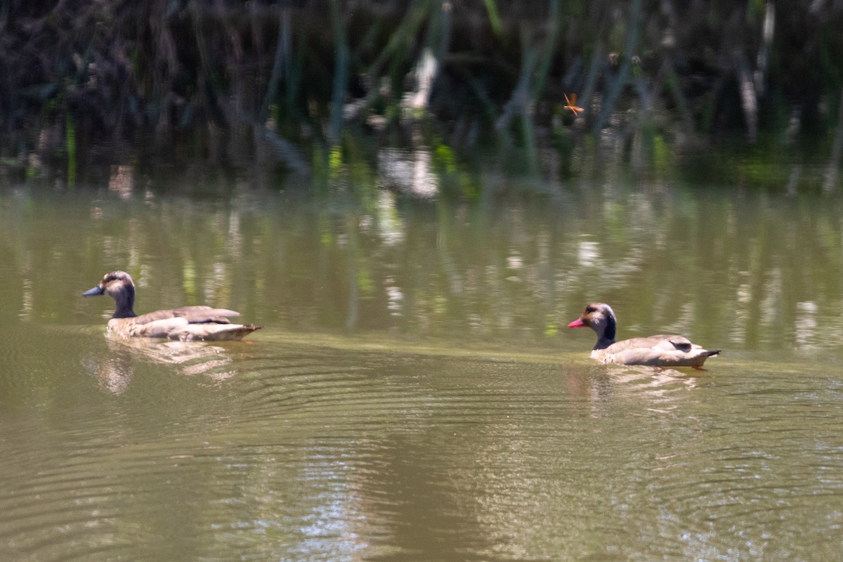 Brazilian Teal - ML647232141