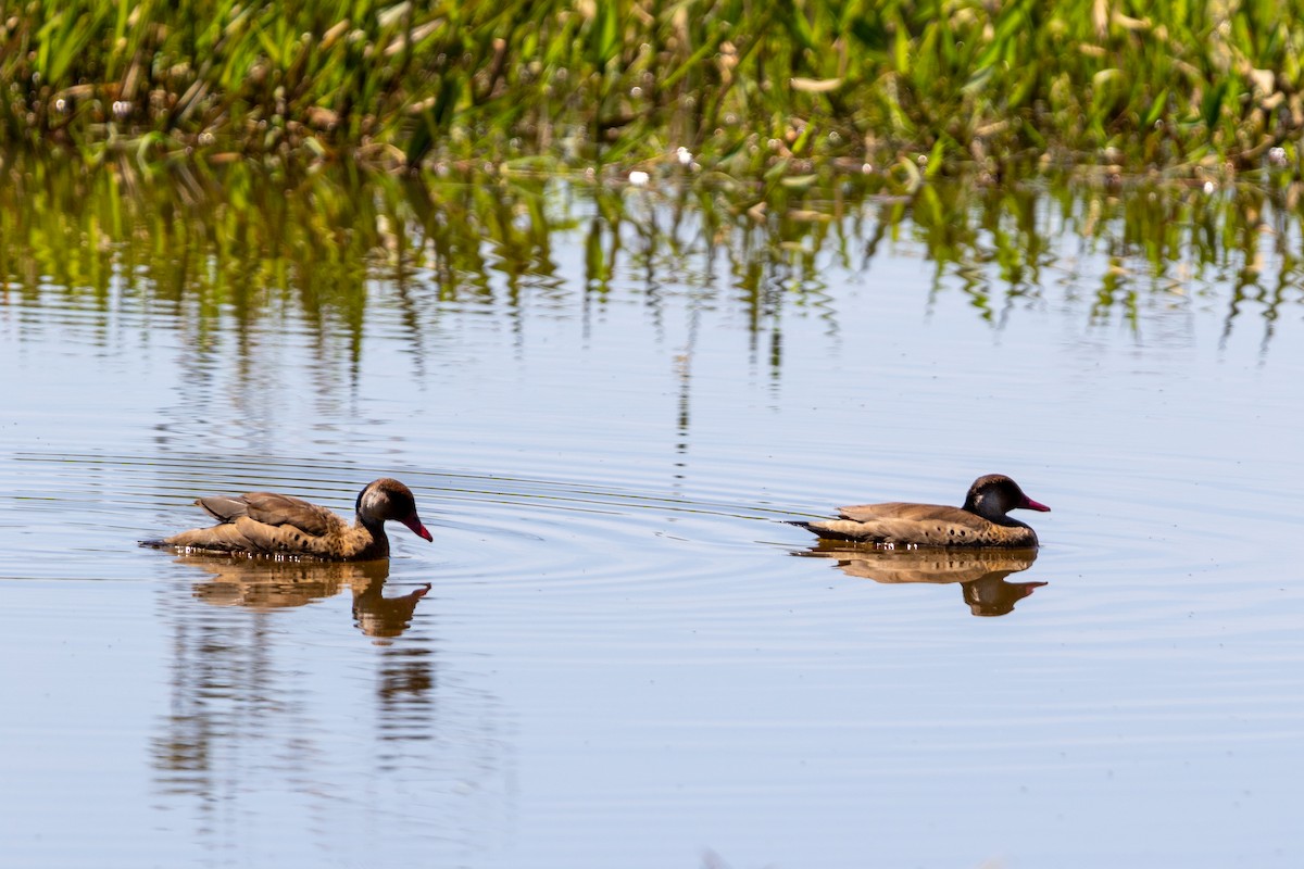 Brazilian Teal - ML647232142