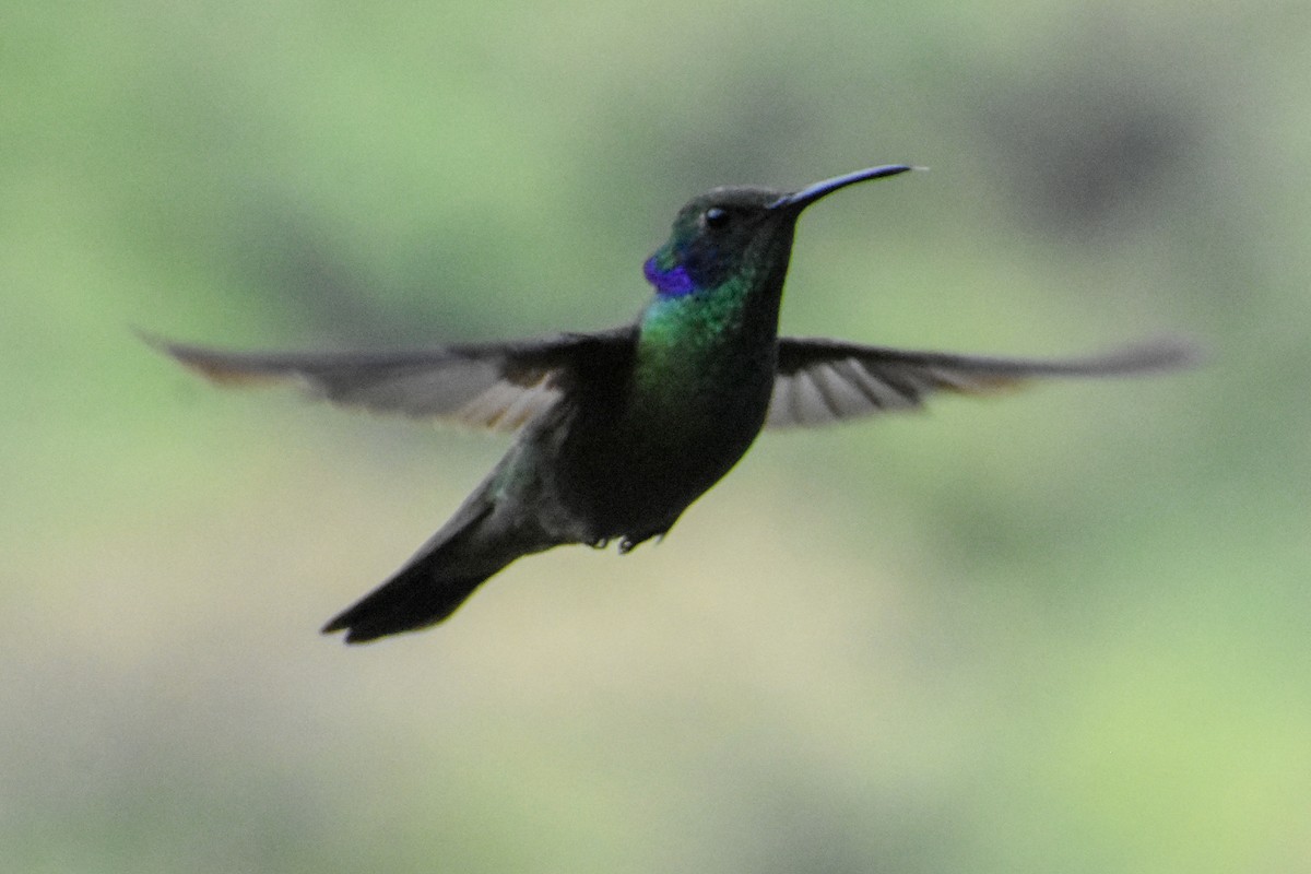 Lesser Violetear - ML647232147