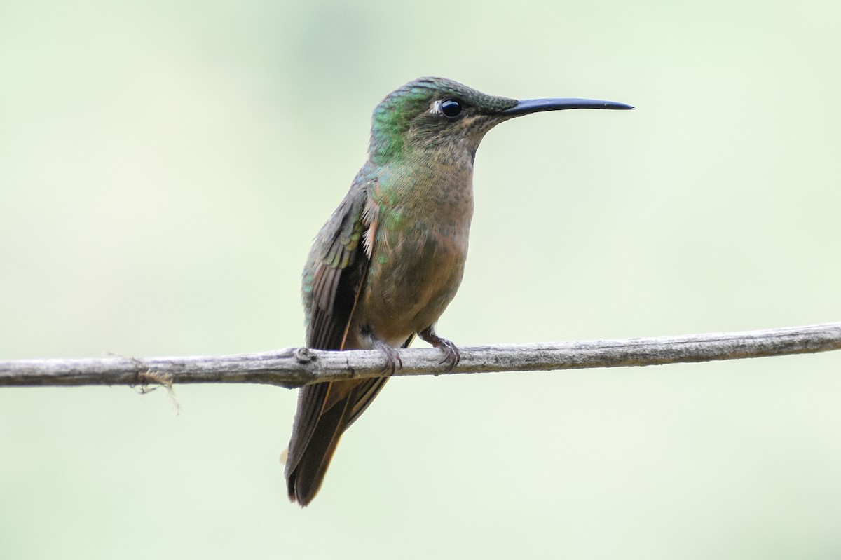 Fawn-breasted Brilliant - ML647232148