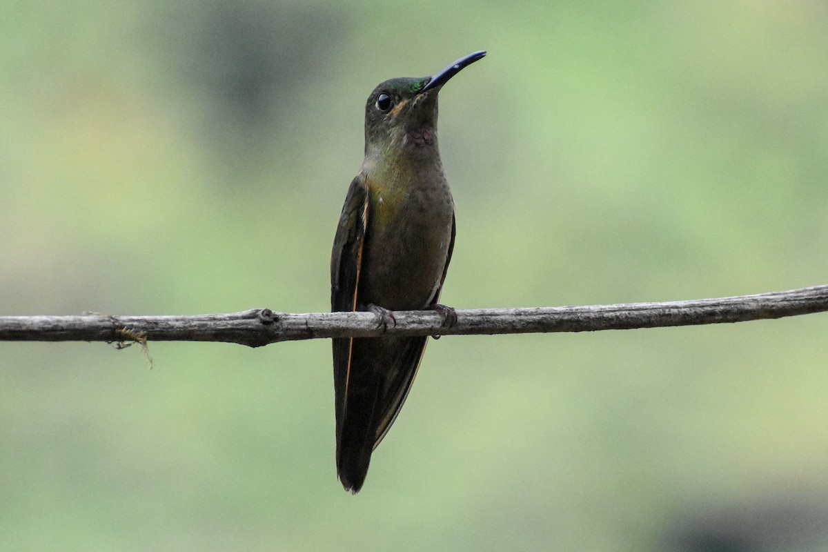 Fawn-breasted Brilliant - ML647232149
