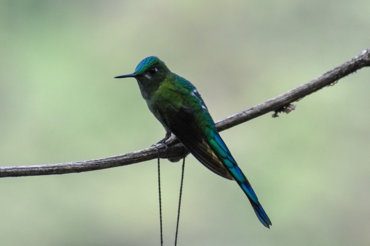Long-tailed Sylph - ML647232150