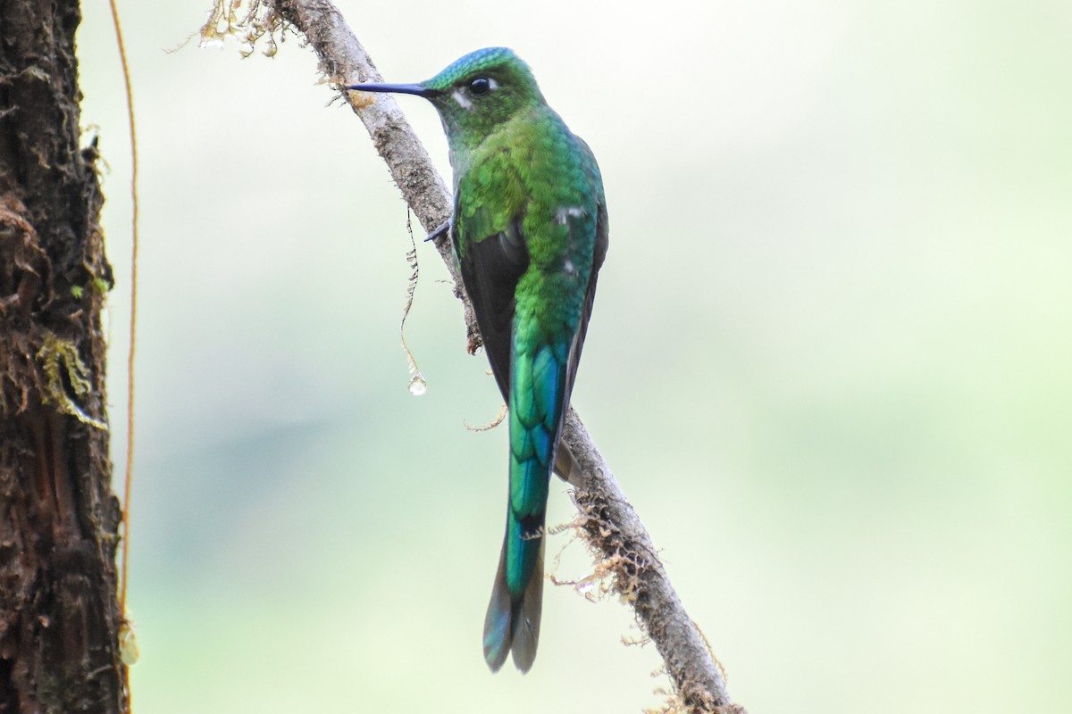 Long-tailed Sylph - ML647232151