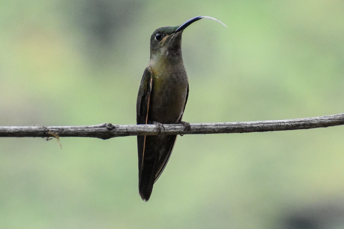 Fawn-breasted Brilliant - ML647232152