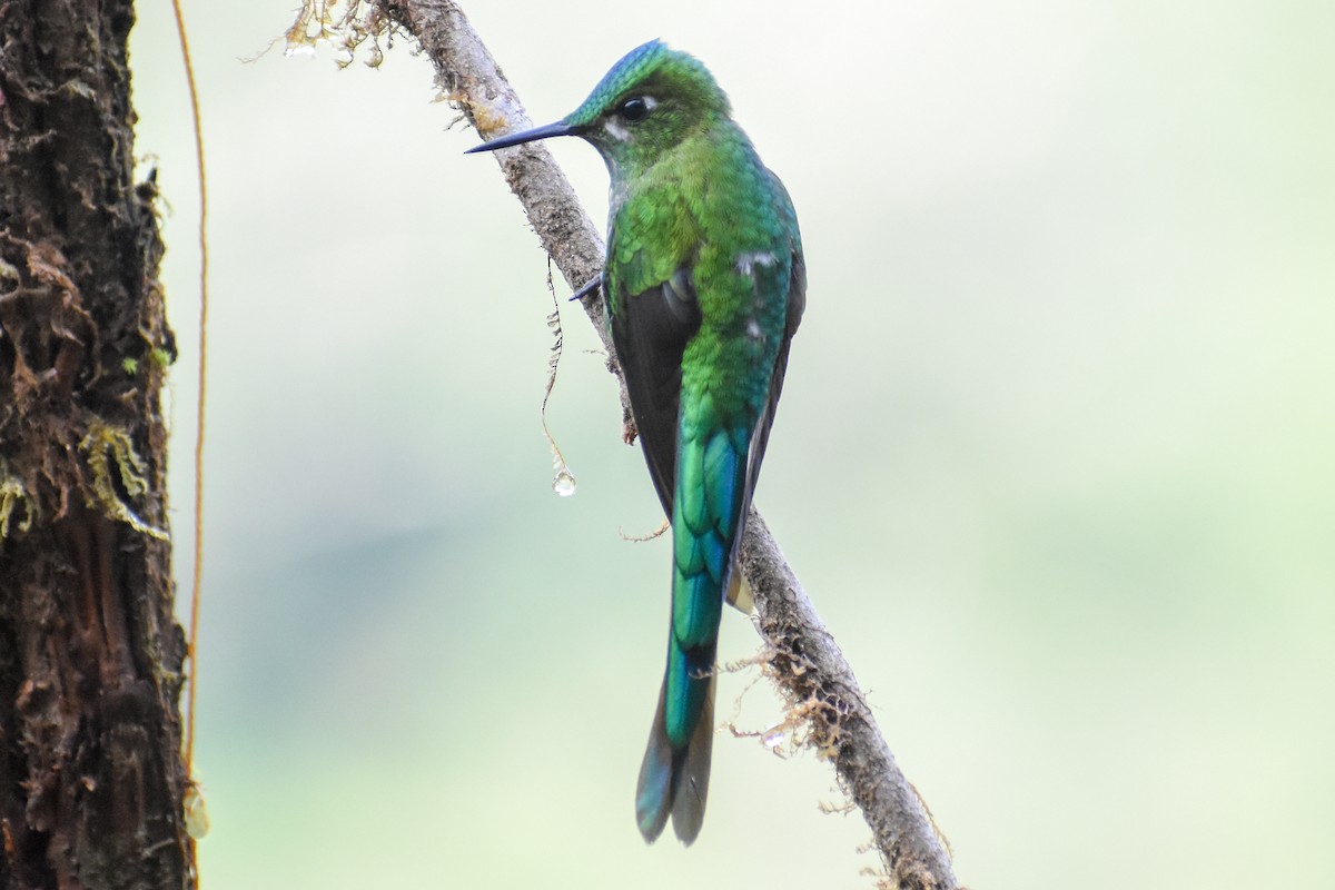 Long-tailed Sylph - ML647232153