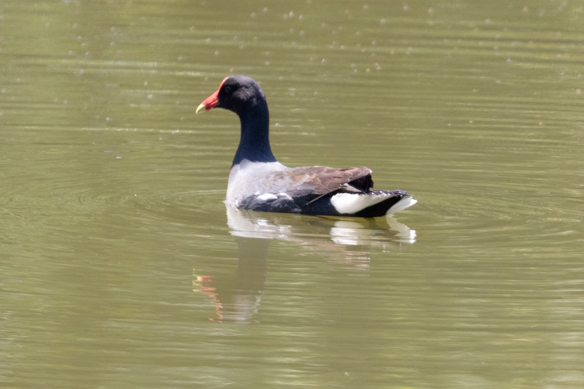 Common Gallinule - ML647232155