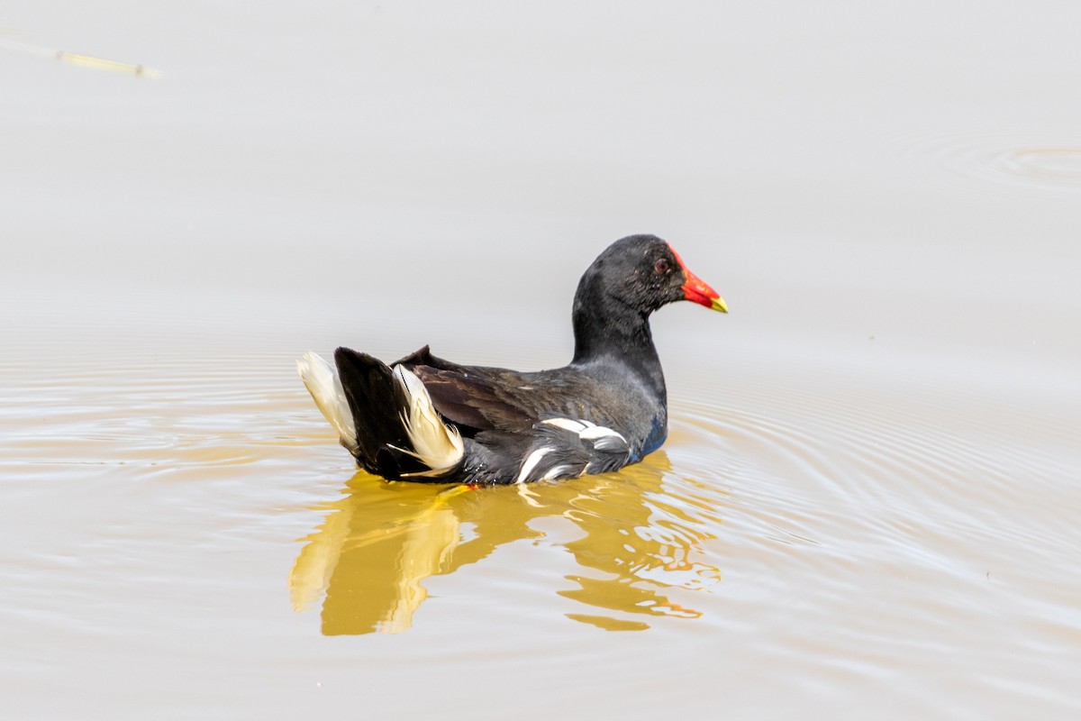 Common Gallinule - ML647232156