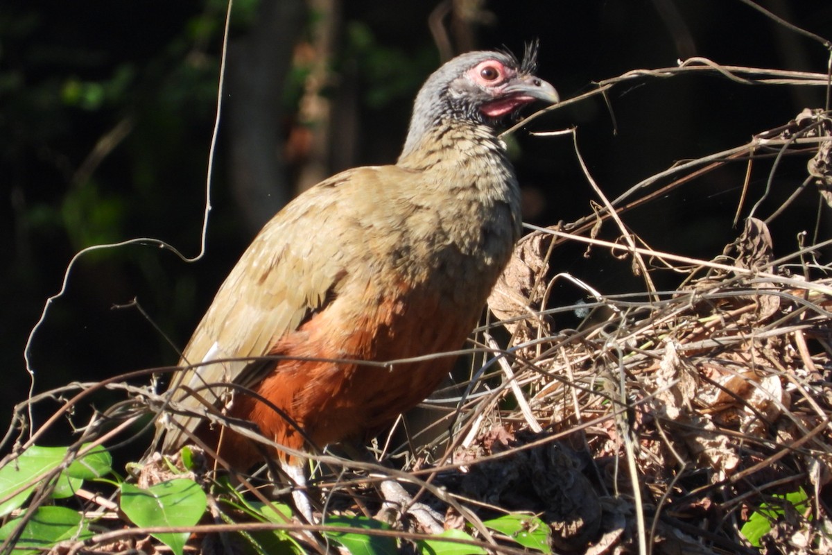 Rufous-bellied Chachalaca - ML647232165