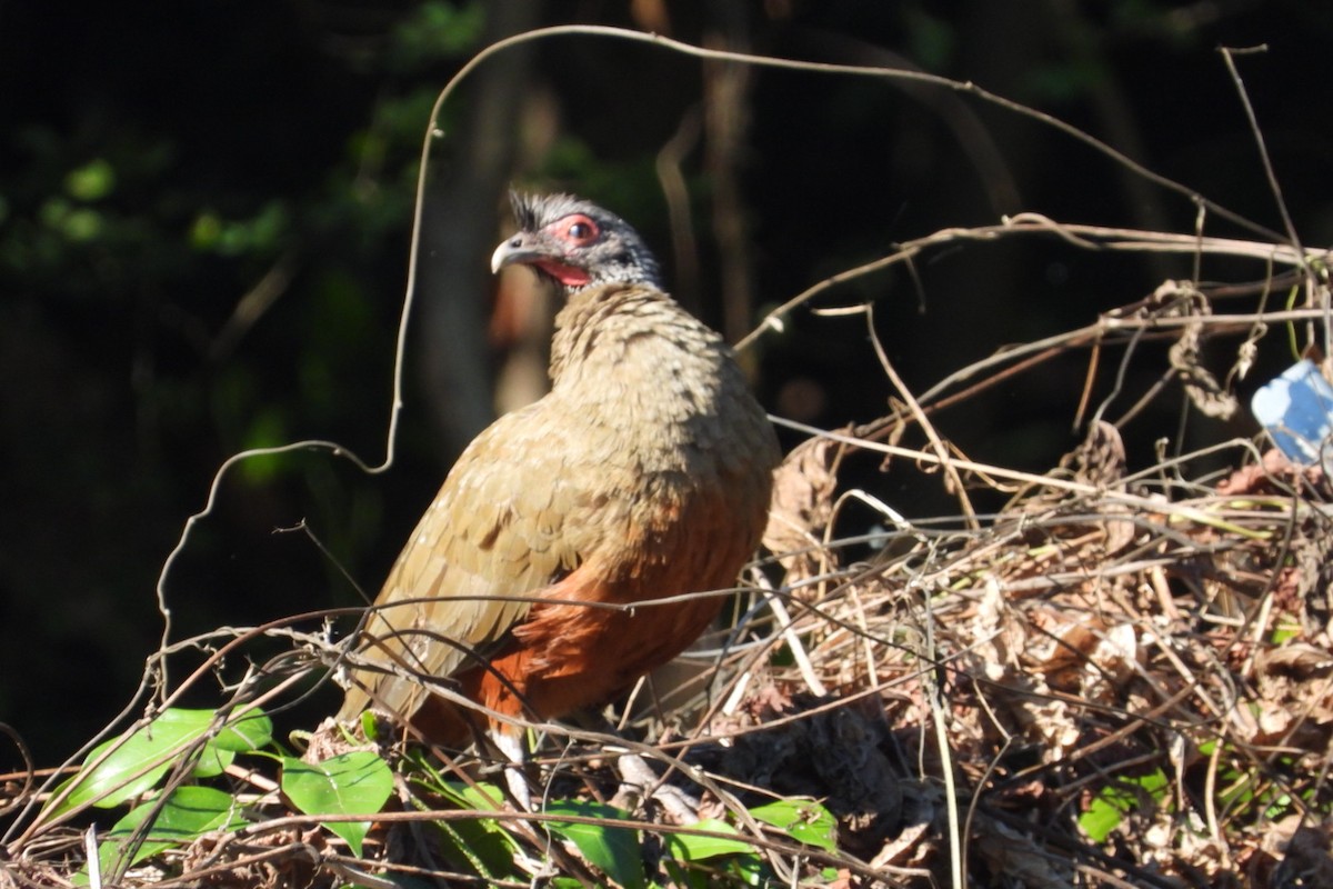 Rufous-bellied Chachalaca - ML647232166