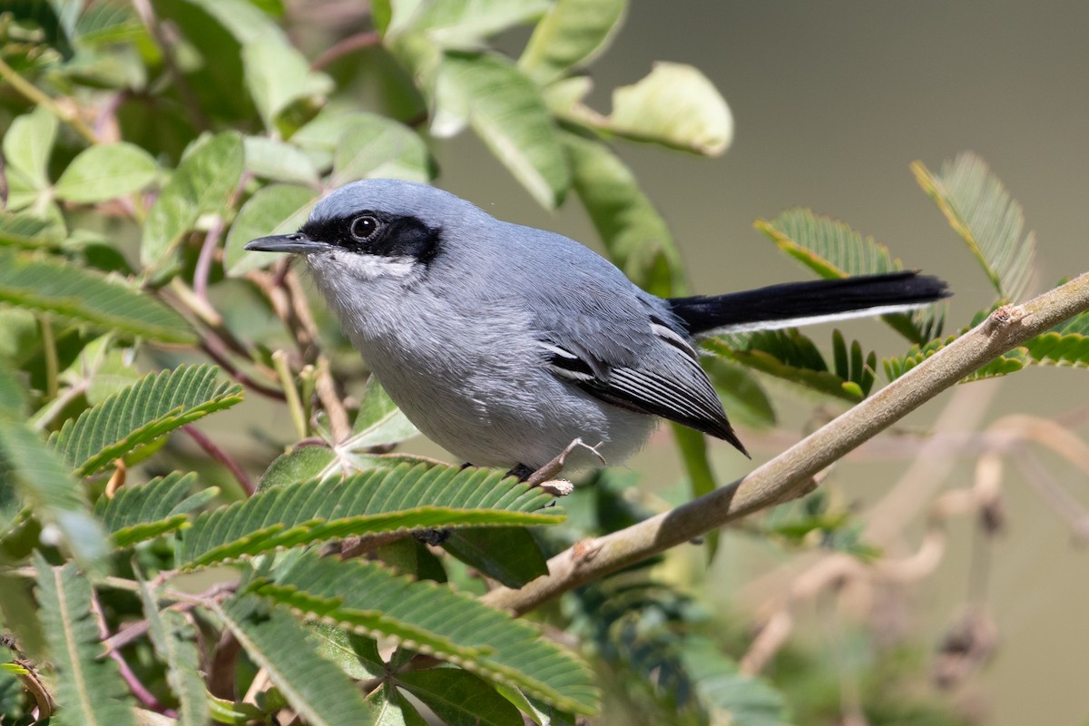 ミミグロブユムシクイ - ML647232169