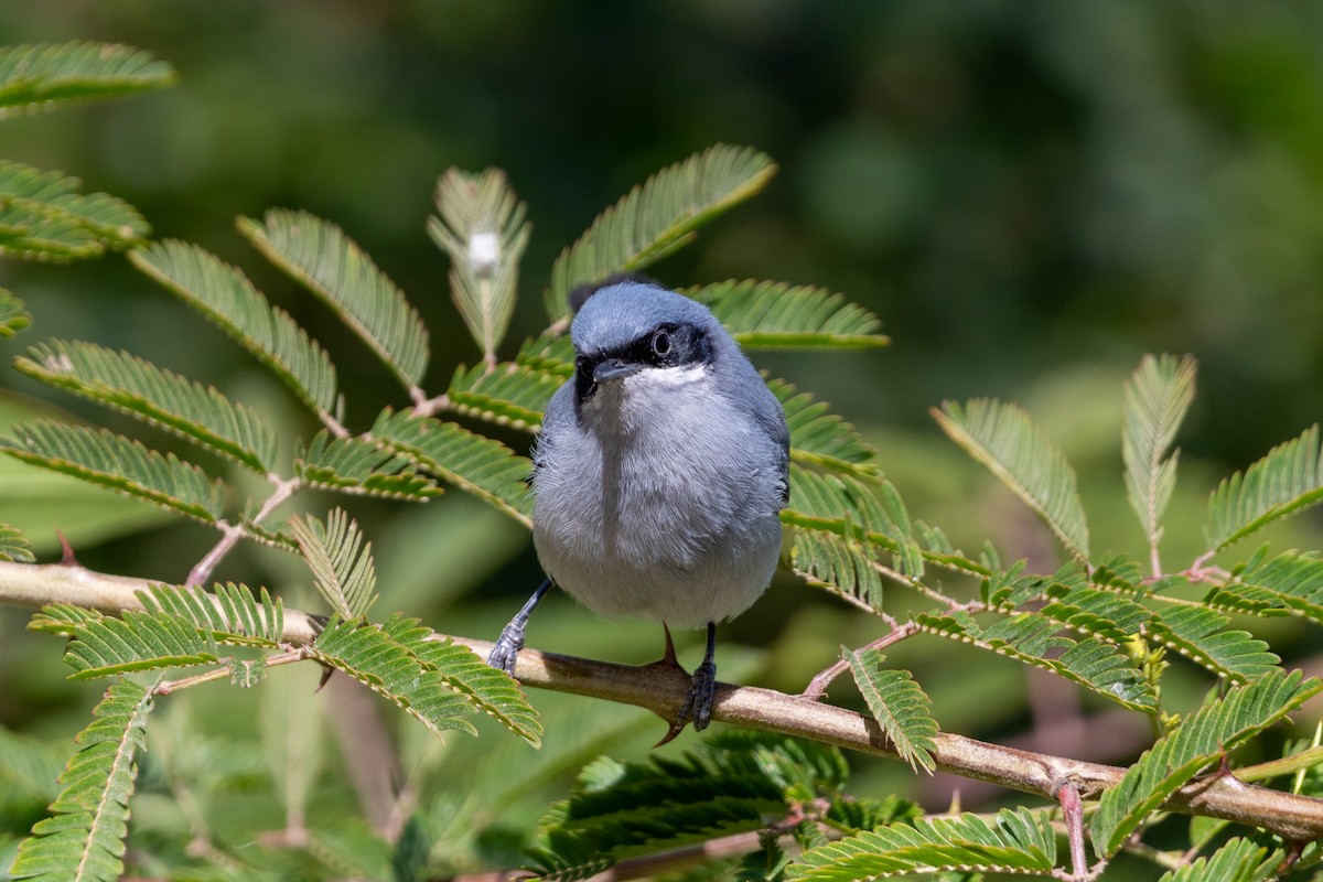 ミミグロブユムシクイ - ML647232170
