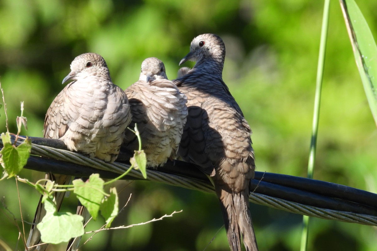 Inca Dove - ML647232182