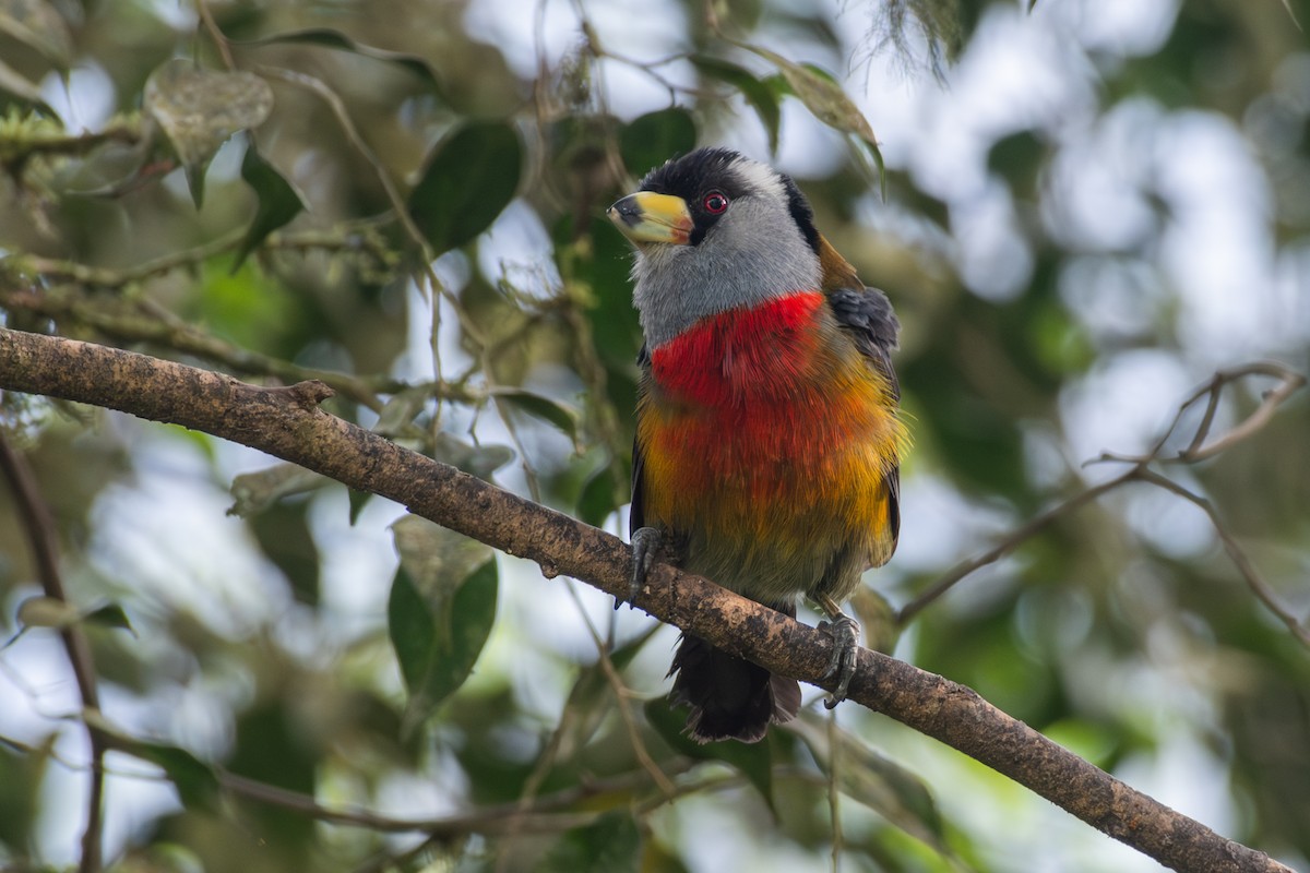 Toucan Barbet - ML647232195