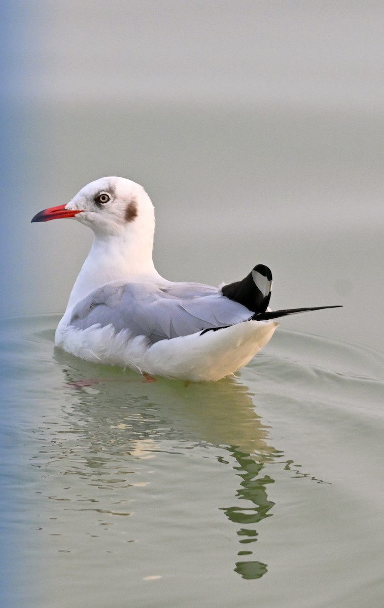 Буроголовая чайка - ML647232196