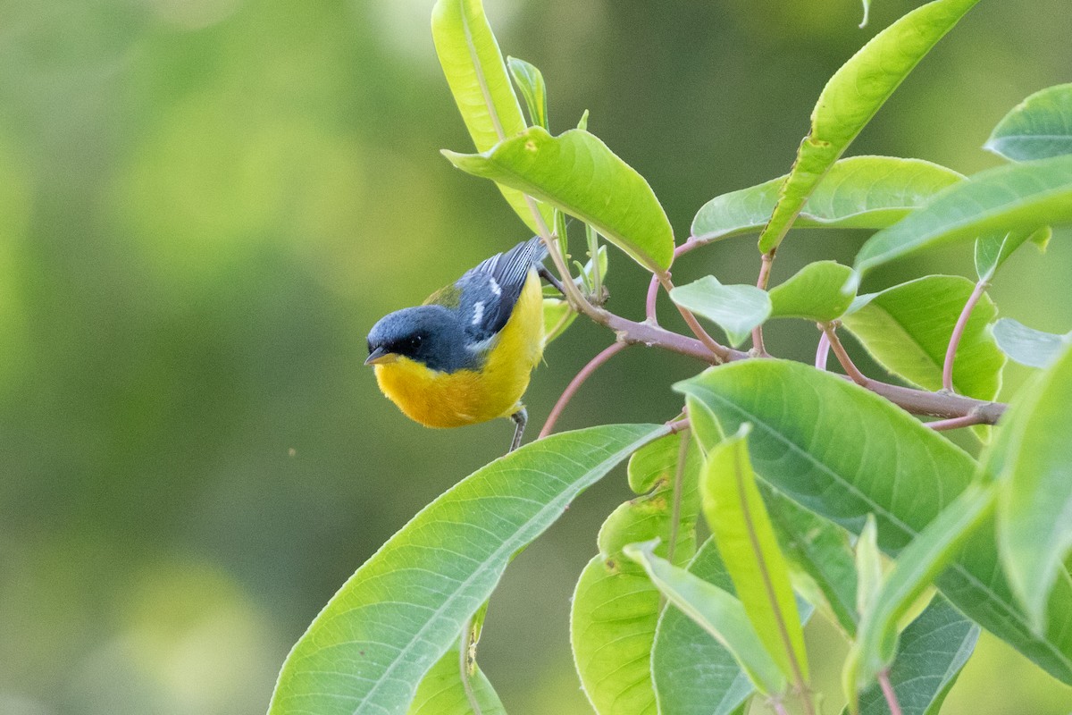 Tropical Parula - ML647232203