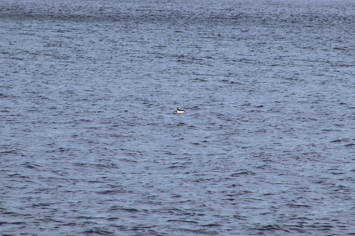 Bufflehead - ML647232210