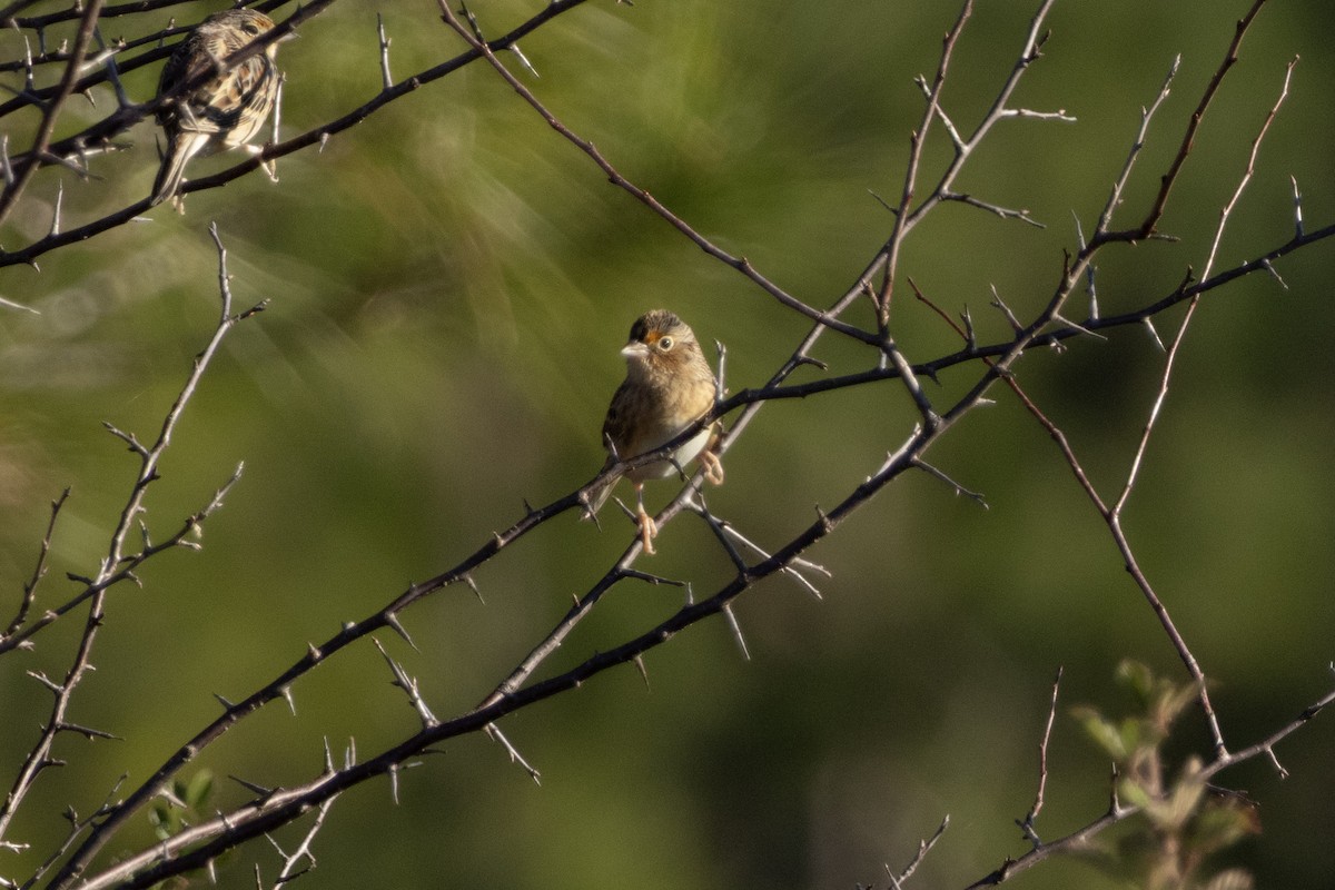 Grasshopper Sparrow - ML647232223