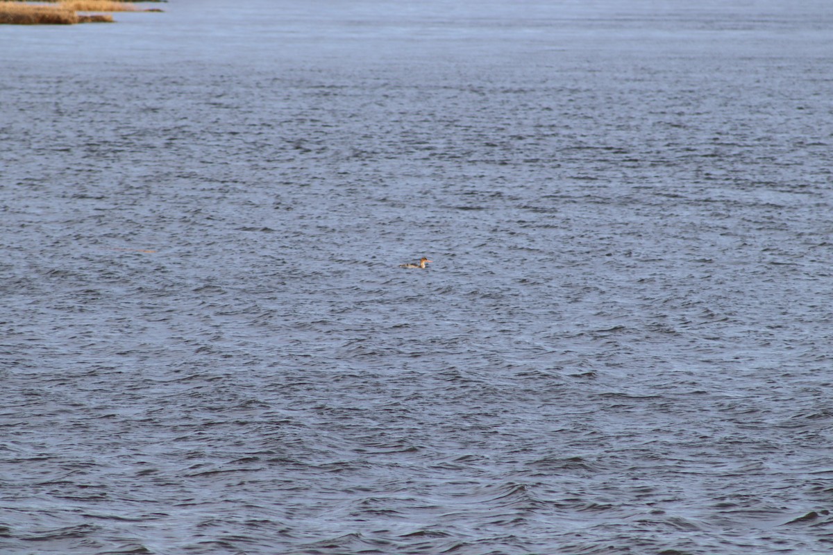 Red-breasted Merganser - ML647232234