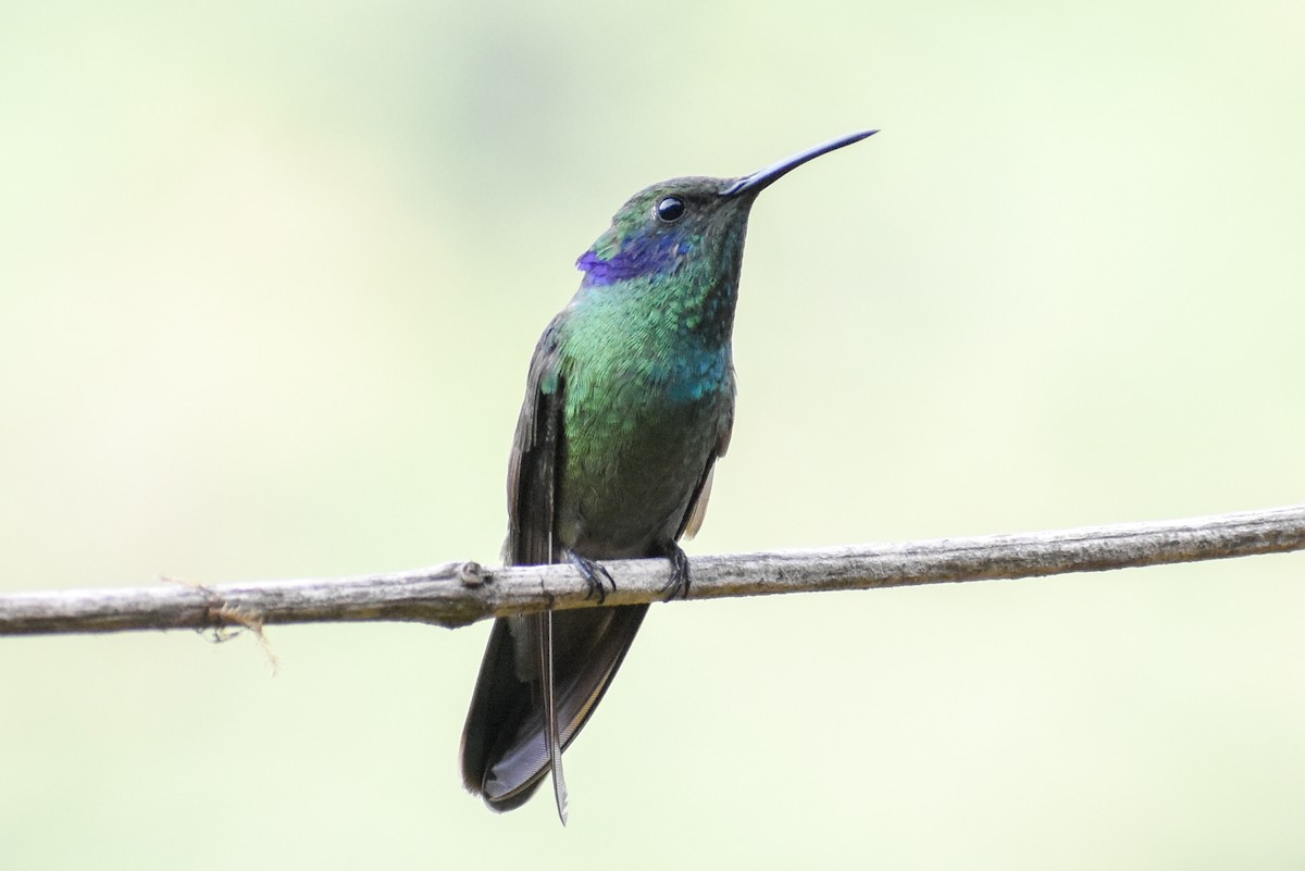 Lesser Violetear - ML647232238