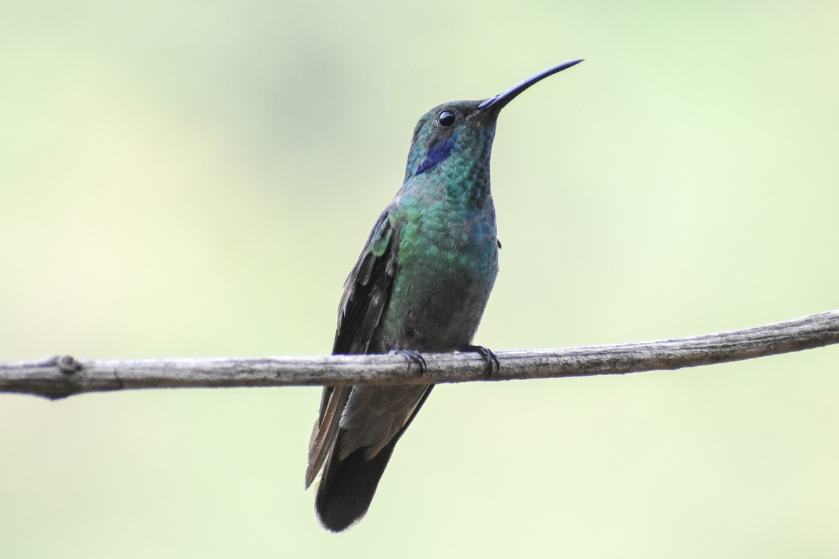 Lesser Violetear - ML647232240