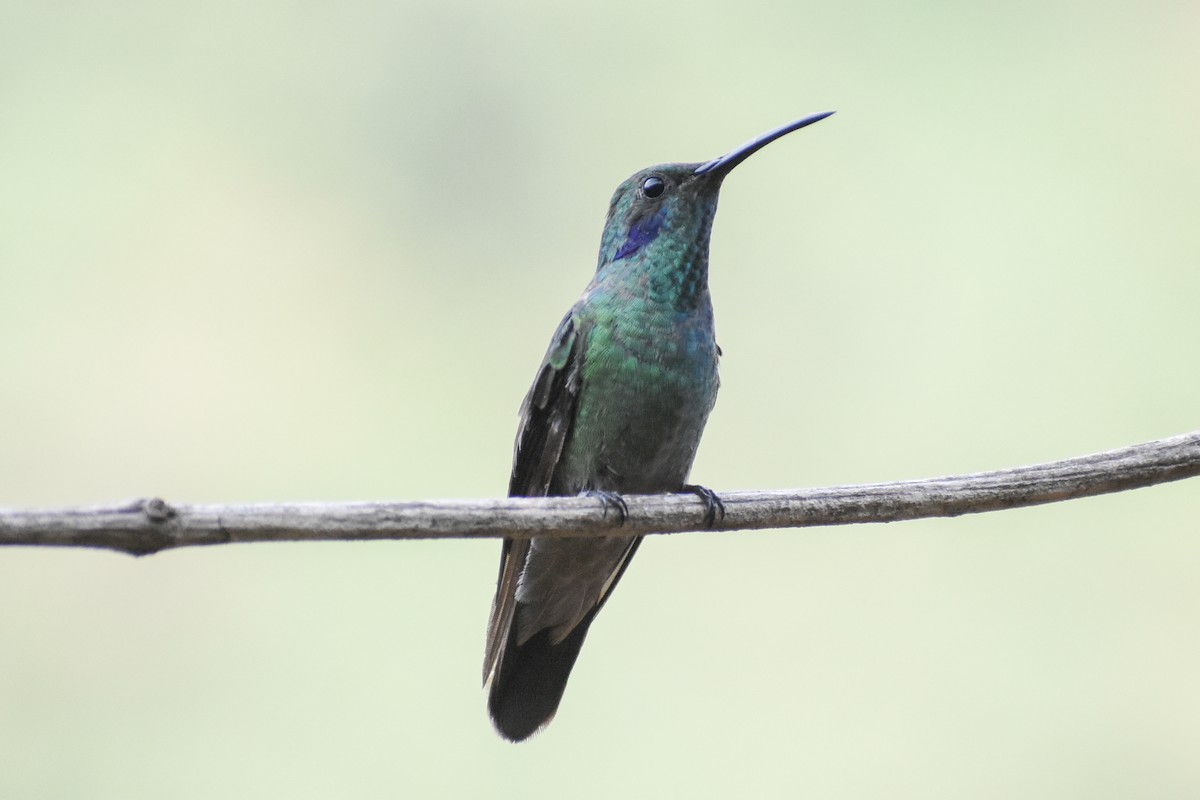 Lesser Violetear - ML647232241