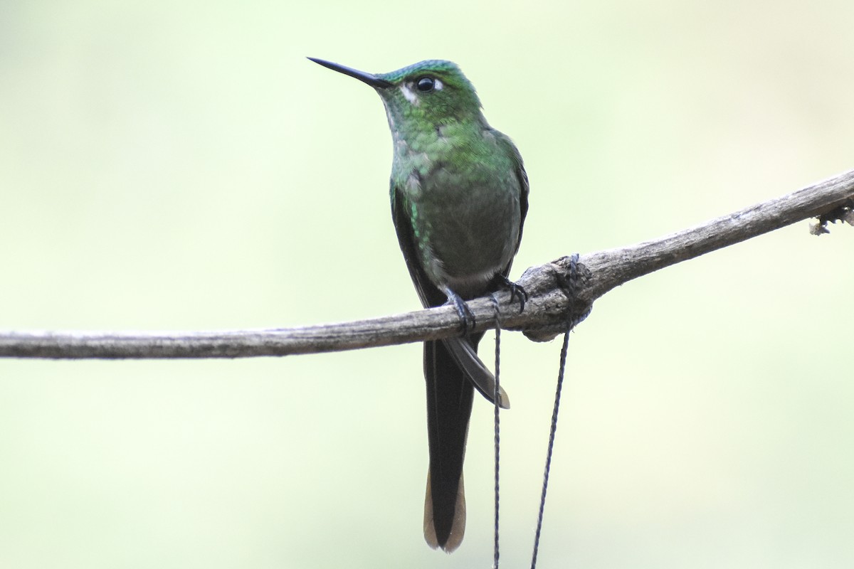 Long-tailed Sylph - ML647232242