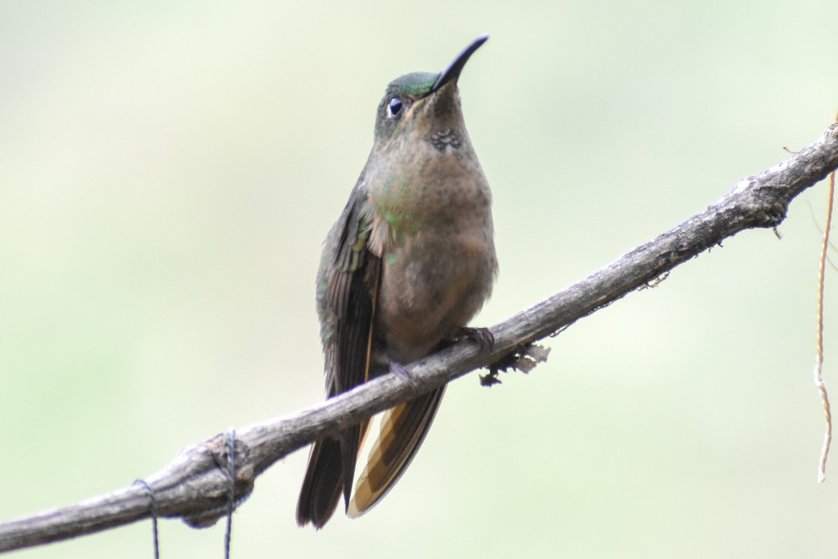 Fawn-breasted Brilliant - ML647232244