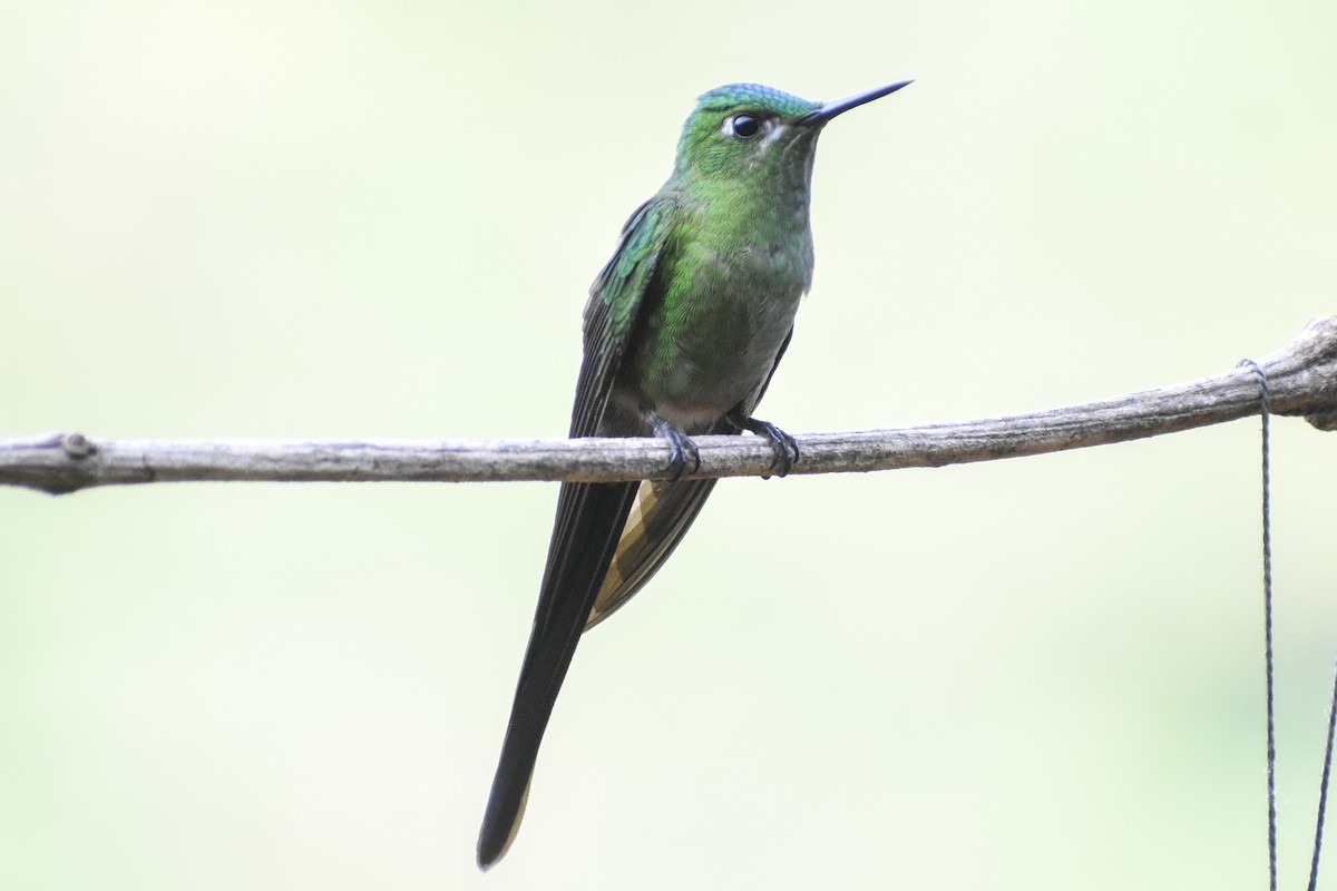 Long-tailed Sylph - ML647232245