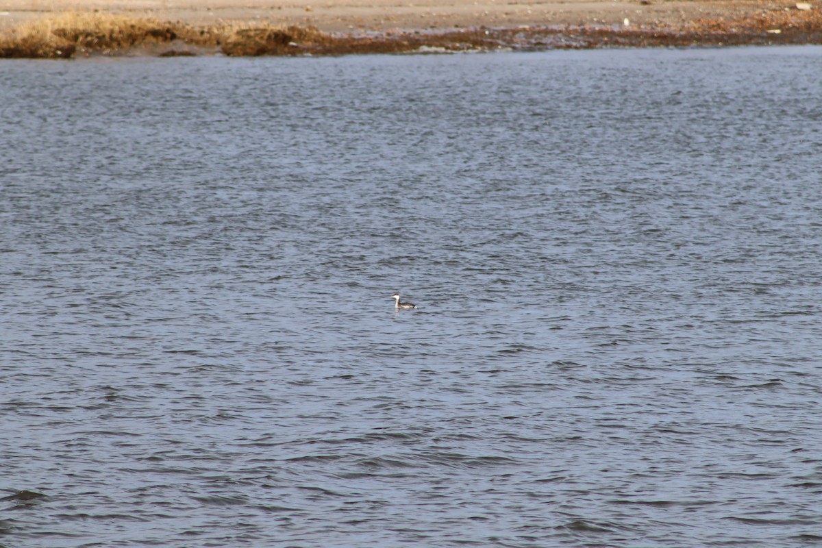 Horned Grebe - ML647232250